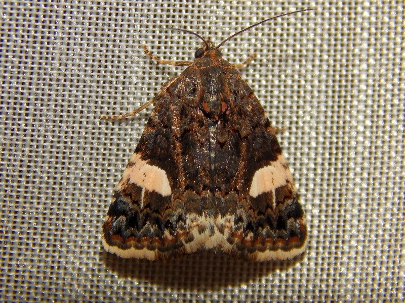 Identificazione Noctuidae 2